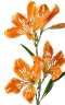 Peruvian Blossom