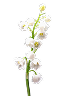  Lily